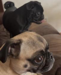 Lost Female Dog last seen Noble highschool , Noble, OK 73068