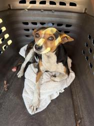 Found/Stray Female Dog last seen Antelope road / Across from rush park , Citrus Heights, CA 95621