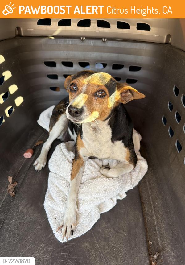 Found/Stray Female Dog last seen Antelope road / Across from rush park , Citrus Heights, CA 95621