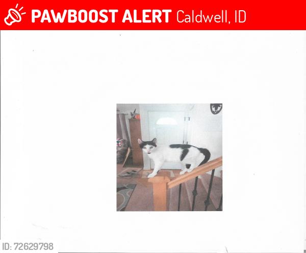 Lost Male Cat last seen Florida Ave, Caldwell, ID 83607