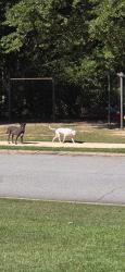 Lost Female Dog last seen Ladson Road, Ladson, SC 29456
