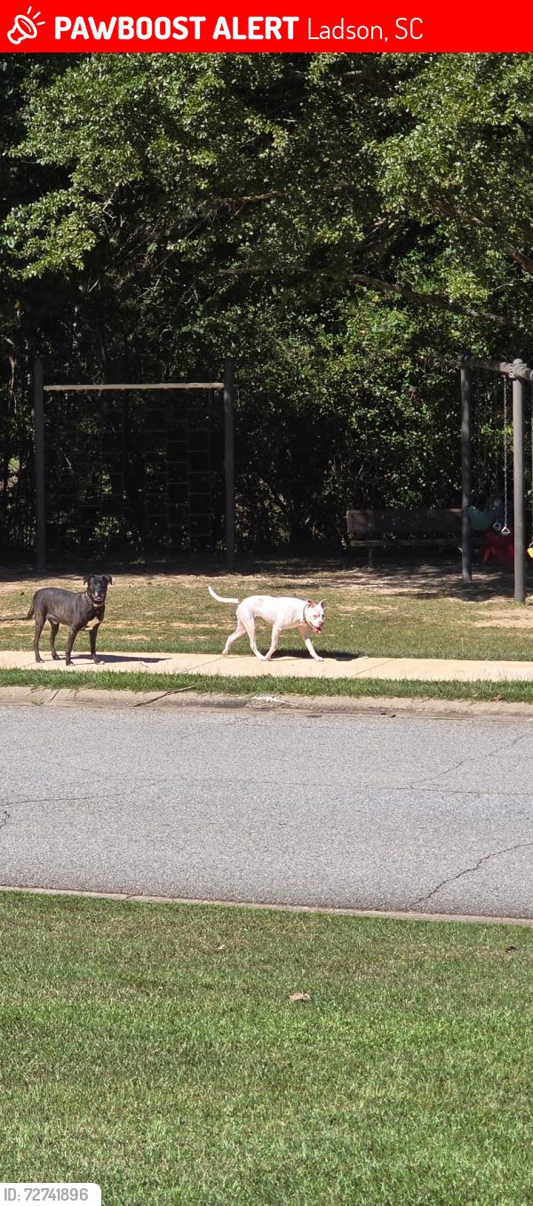 Lost Female Dog last seen Ladson Road, Ladson, SC 29456