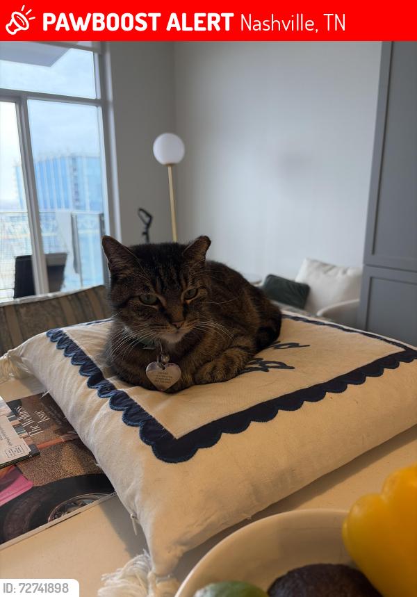 Lost Female Cat last seen Near broadway, Nashville, TN 37203