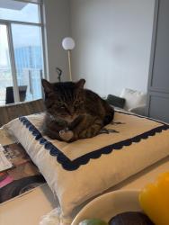 Lost Female Cat last seen Near broadway, Nashville, TN 37203