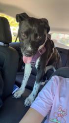 Found/Stray Female Dog last seen Carlyle Dr. and Grandbury Rd. , Fort Worth, TX 76132
