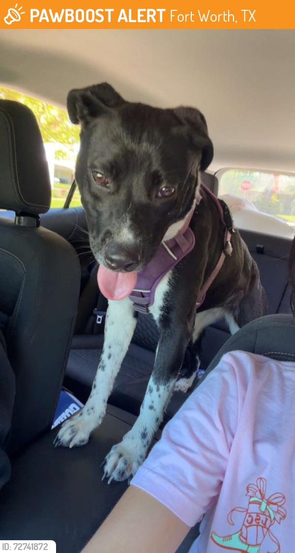 Found/Stray Female Dog last seen Carlyle Dr. and Grandbury Rd. , Fort Worth, TX 76132