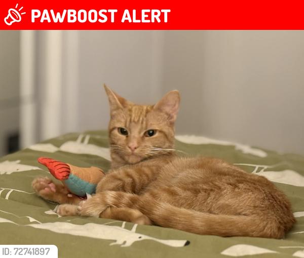 Lost Female Cat last seen Near angus avenu east kilbride , Glasgow City, Scotland G52 3ET
