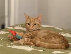 Lost Female Cat last seen Near angus avenu east kilbride , Glasgow City, Scotland G52 3ET