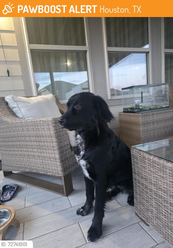 Found/Stray Female Dog last seen Van hut and vallentine row, Houston, TX 77044