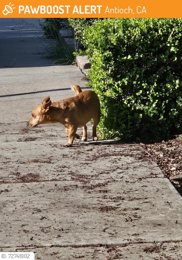 Found/Stray Unknown Dog last seen Stirrup Way and Laurel Road, Antioch, CA 94531