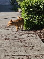 Found/Stray Unknown Dog last seen Stirrup Way and Laurel Road, Antioch, CA 94531