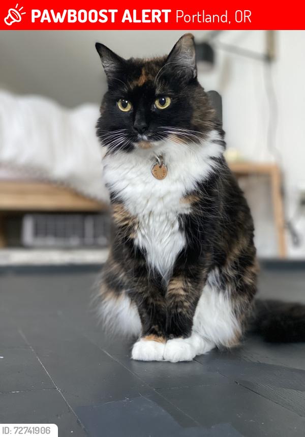 Lost Female Cat last seen Greeley, Portland, OR 97217