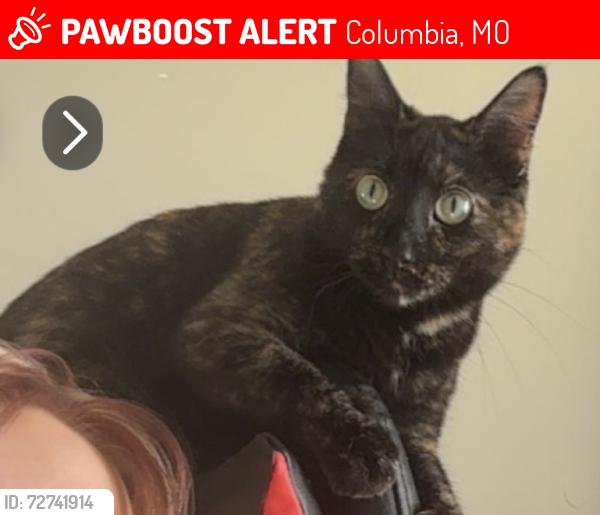 Lost Female Cat last seen Parker St/Vandiver, Columbia, MO 65202