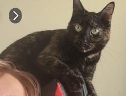 Lost Female Cat last seen Parker St/Vandiver, Columbia, MO 65202