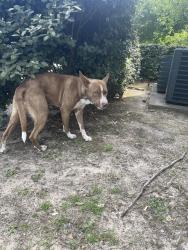 Found/Stray Male Dog last seen Close to Deerbrook mall, Humble, TX 77338
