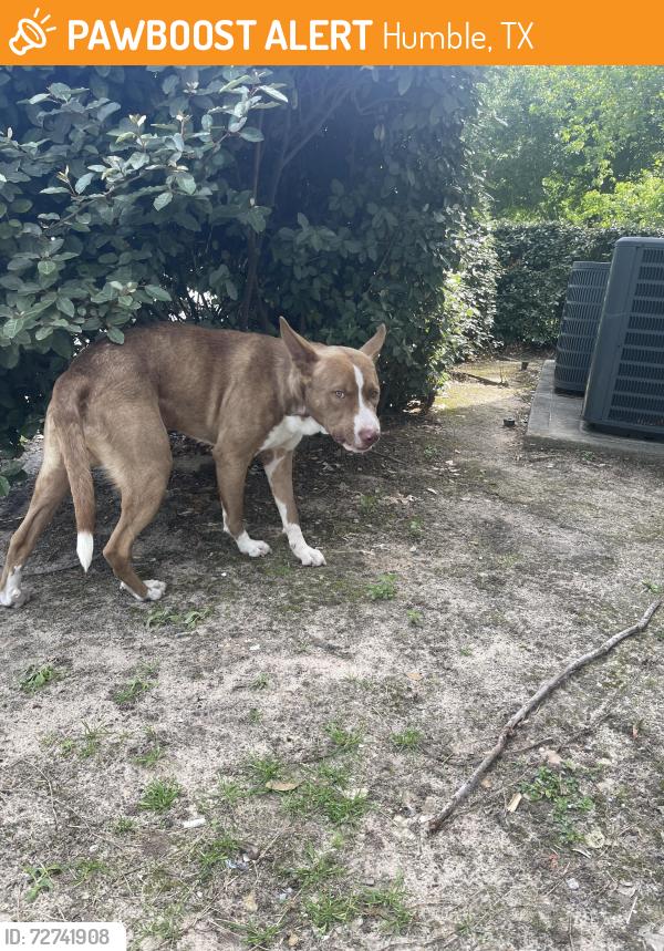 Found/Stray Male Dog last seen Close to Deerbrook mall, Humble, TX 77338