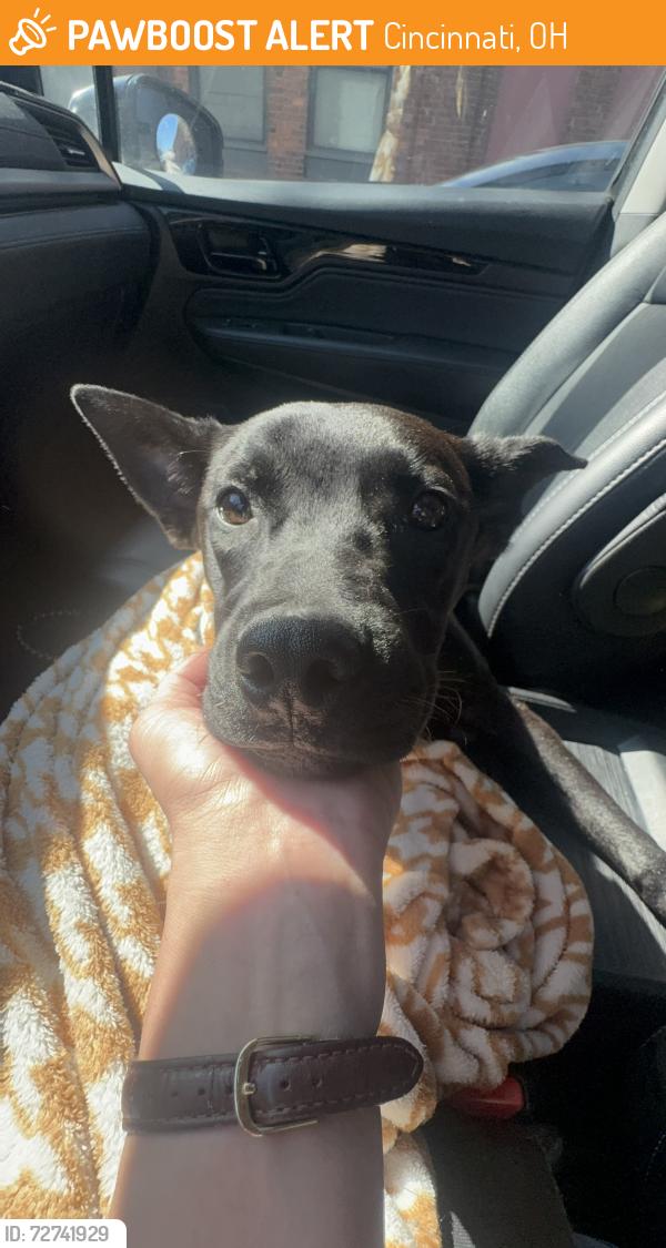 Found/Stray Female Dog last seen College hill , Cincinnati, OH 45232