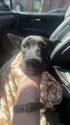 Found/Stray Female Dog last seen College hill , Cincinnati, OH 45232
