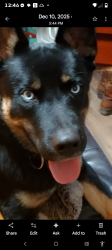 Reunited Male Dog last seen Bennet road Franklin nc , Franklin, NC 28734