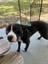 Found/Stray Unknown Dog last seen Homer st and Rhea ave, Memphis, TN 38122