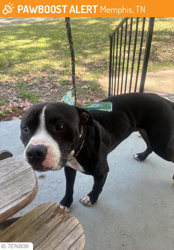 Found/Stray Unknown Dog last seen Homer st and Rhea ave, Memphis, TN 38122
