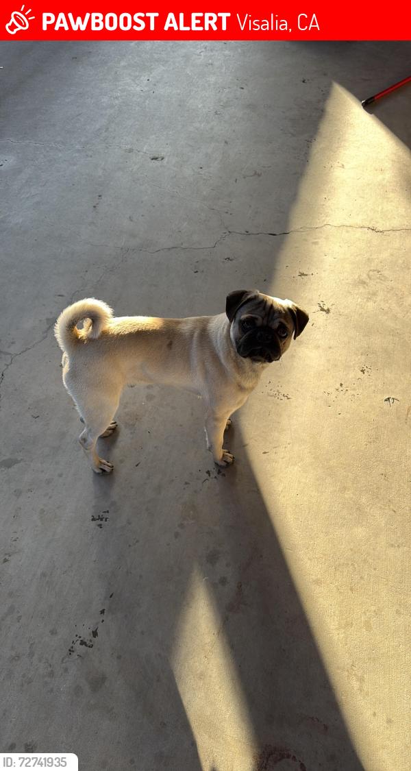 Lost Male Dog last seen Commercial rd in Goshen , Visalia, CA 93291