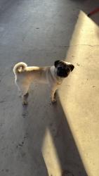 Lost Male Dog last seen Commercial rd in Goshen , Visalia, CA 93291