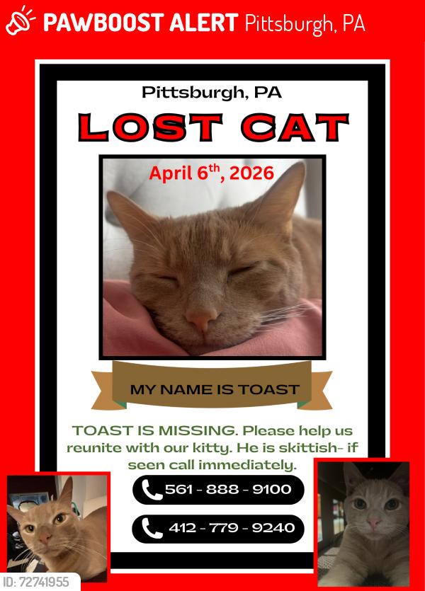 Lost Male Cat last seen Mc Donald’s , Pittsburgh, PA 15210