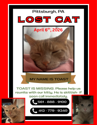 Lost Male Cat last seen Mc Donald’s , Pittsburgh, PA 15210