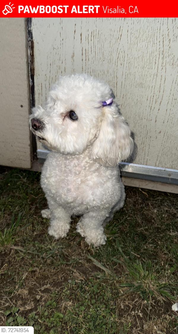 Lost Female Dog last seen Commercial rd Goshen ca, Visalia, CA 93291