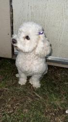 Lost Female Dog last seen Commercial rd Goshen ca, Visalia, CA 93291