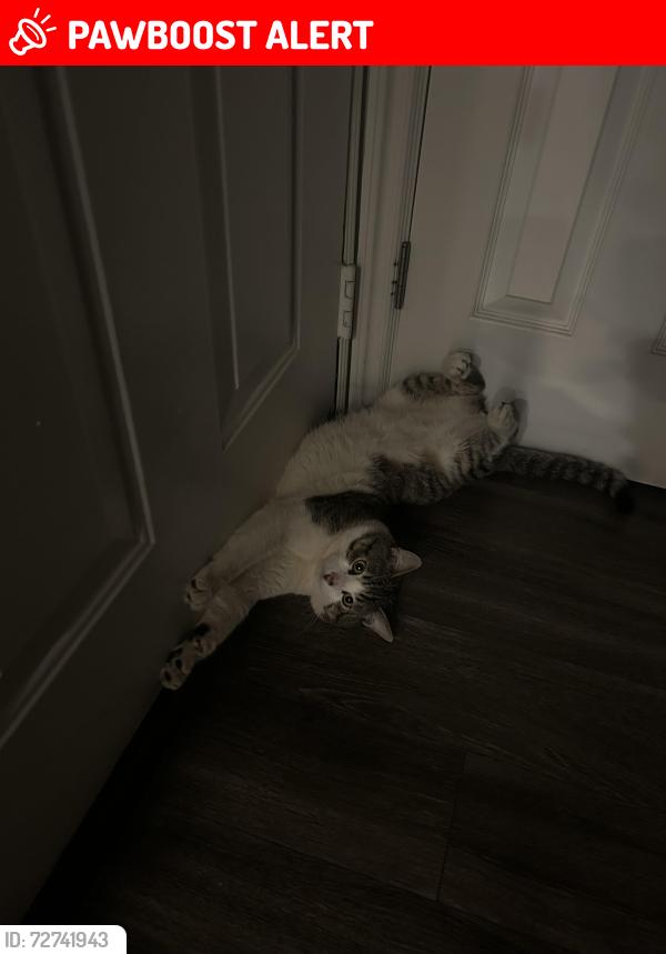 Lost Male Cat last seen Santa margarita pkwy , Rancho Santa Margarita, CA 92688