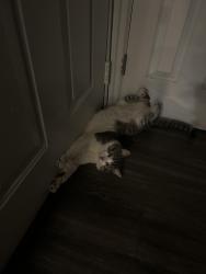 Lost Male Cat last seen Santa margarita pkwy , Rancho Santa Margarita, CA 92688