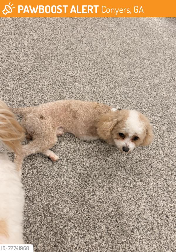Found/Stray Male Dog last seen Hwy138 conyers, Conyers, GA 30013
