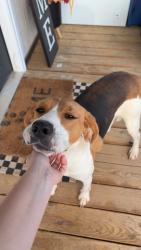 Found/Stray Female Dog last seen Tight Run Rd, Montford Cove Rd , Marion, NC 28752