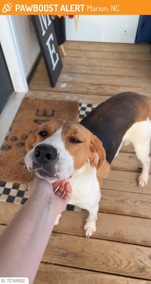 Found/Stray Female Dog last seen Tight Run Rd, Montford Cove Rd , Marion, NC 28752
