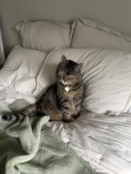 Lost Female Cat last seen Helena Hollow/Highway 17 area/ Amberly Woods/Braelin Neighborhood/Penhall park, Helena, AL 35080