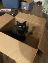 Lost Female Cat last seen Highway 20, Publix, Freehome Elementary, Canton, GA 30115