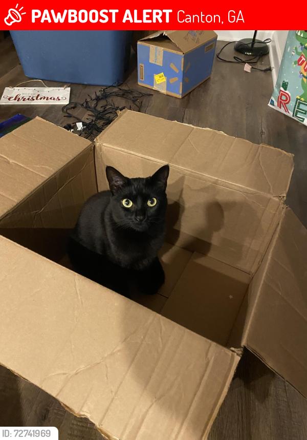 Lost Female Cat last seen Highway 20, Publix, Freehome Elementary, Canton, GA 30115