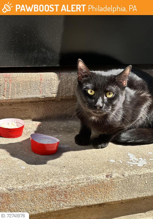 Found/Stray Unknown Cat last seen  Fontain St  and Mascher St, Philadelphia, PA 19122