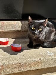 Found/Stray Unknown Cat last seen  Fontain St  and Mascher St, Philadelphia, PA 19122