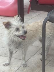 Found/Stray Male Dog last seen La Valenciana neighborhood - Cooper and Pecos, Chandler, AZ 85225