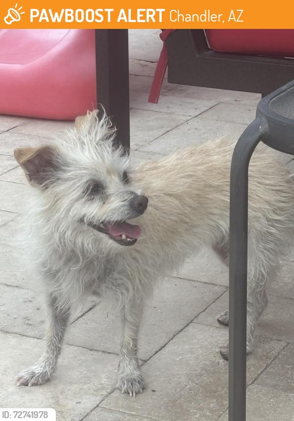 Found/Stray Male Dog last seen La Valenciana neighborhood - Cooper and Pecos, Chandler, AZ 85225