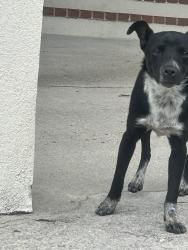 Found/Stray Male Dog last seen deerfield drive, Spring Lake, NC 28390