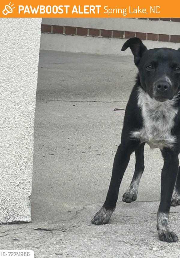 Found/Stray Male Dog last seen deerfield drive, Spring Lake, NC 28390