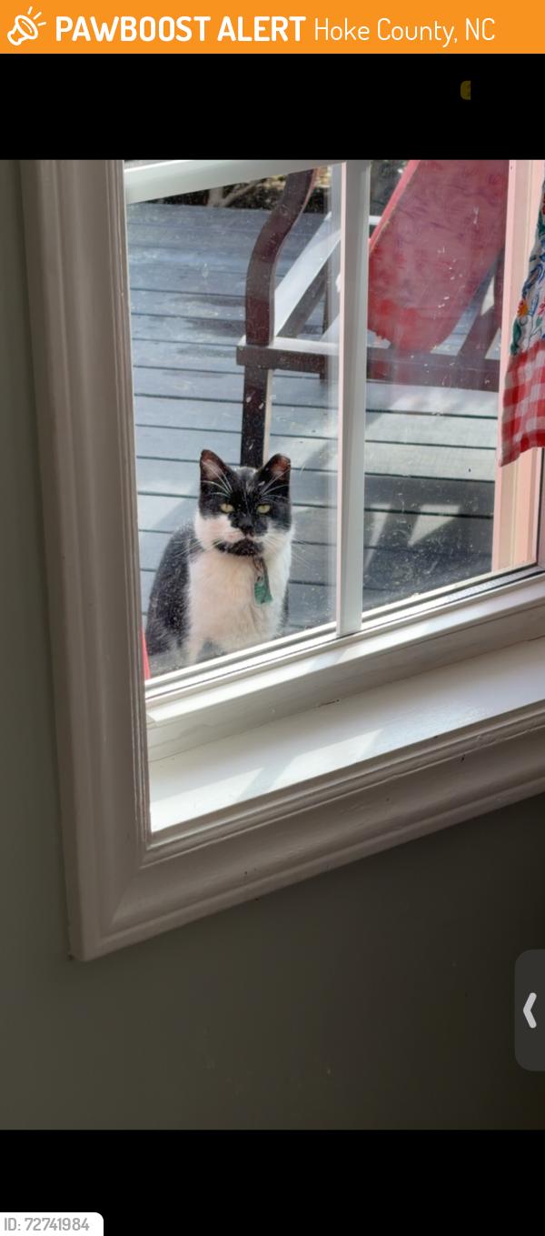 Found/Stray Unknown Cat last seen Elderberry Ct, Raeford, NC, 28376, Hoke County, NC 28376