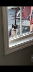 Found/Stray Unknown Cat last seen Elderberry Ct, Raeford, NC, 28376, Hoke County, NC 28376