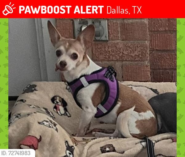 Lost Female Dog last seen Kleberg Rd Beltline Rd, Dallas, TX 75253