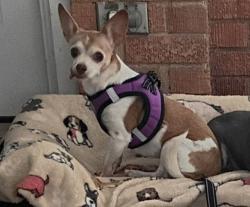 Lost Female Dog last seen Kleberg Rd Beltline Rd, Dallas, TX 75253