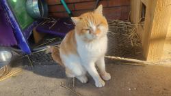 Found/Stray Male Cat last seen Sedona and Lansing, Salem, OR 97301